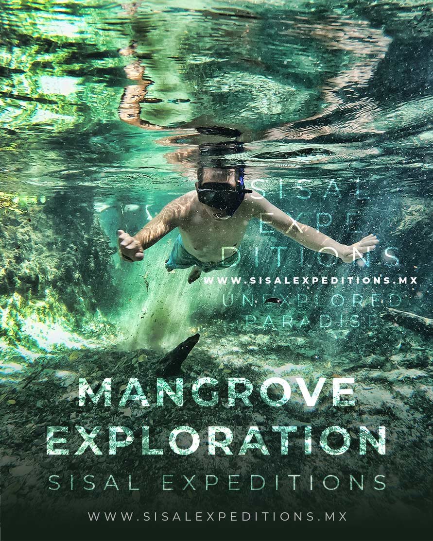 Manglar y fauna